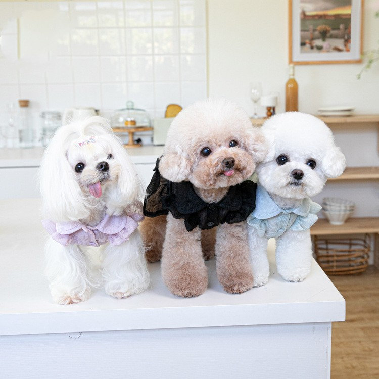 Dog Apparel